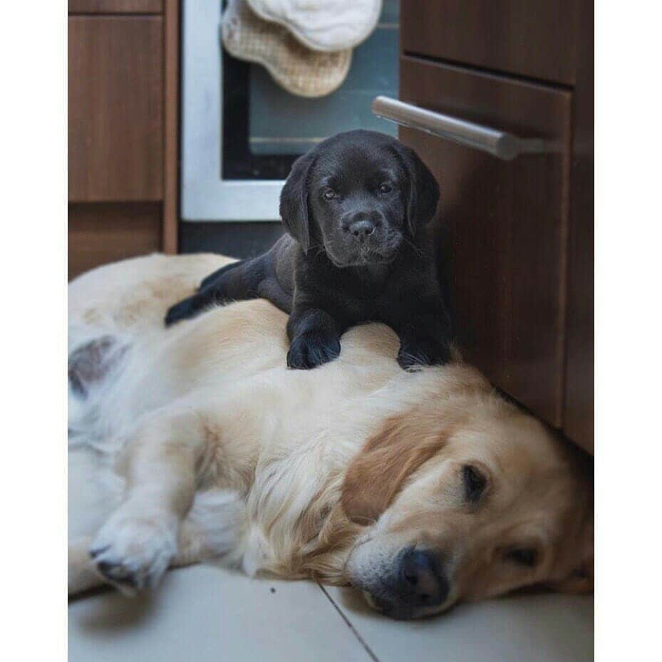 World of Labradors!さんのインスタグラム写真 - (World of Labradors!Instagram)「Boots and Tom! - @raised2guide」6月4日 22時10分 - worldoflabs