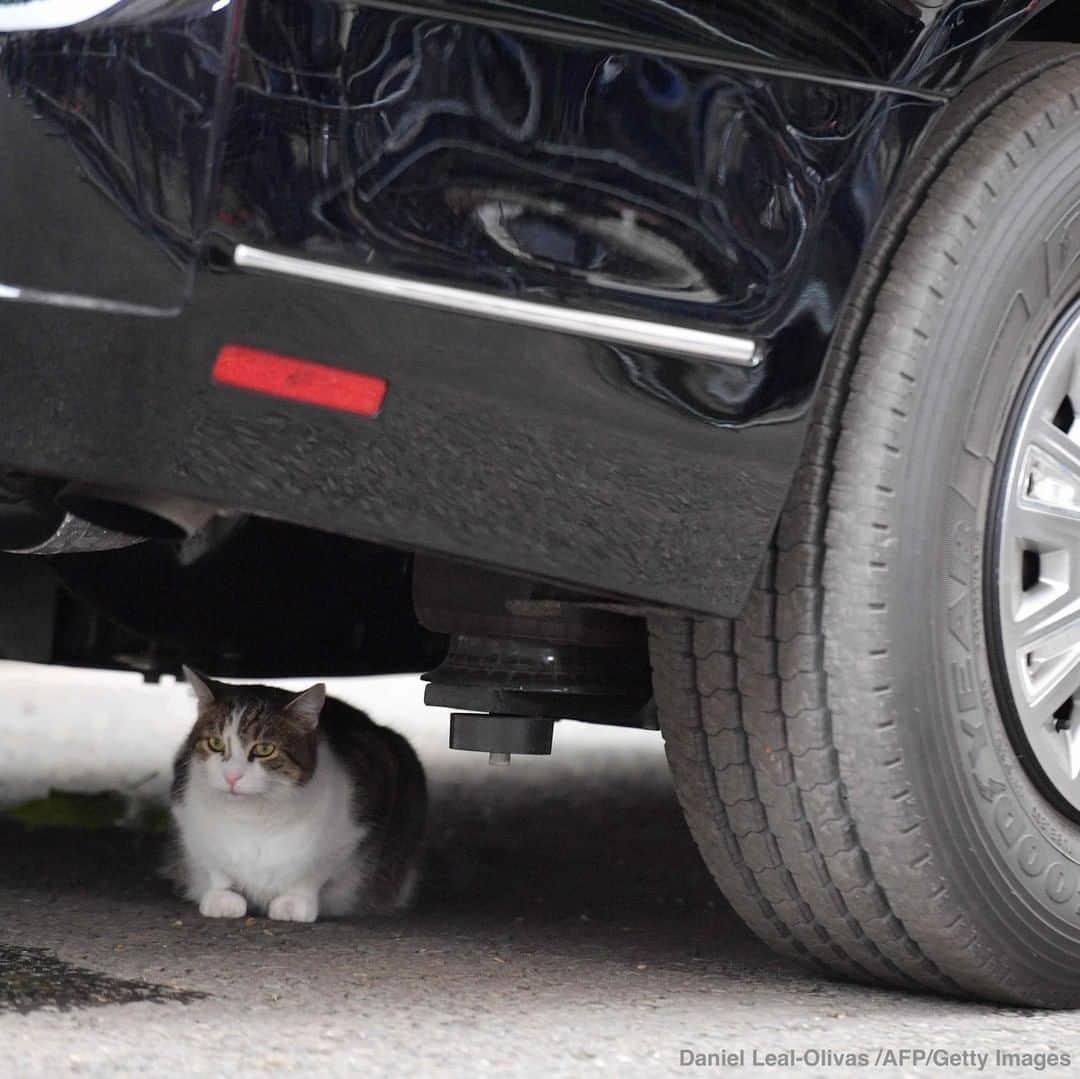 ABC Newsさんのインスタグラム写真 - (ABC NewsInstagram)「Larry the Downing Street cat crouches beneath Pres. Trump's armored car on the second day of Trump's U.K. state visit. #donaldtrump #england #theresamay #cats #politics」6月4日 22時09分 - abcnews