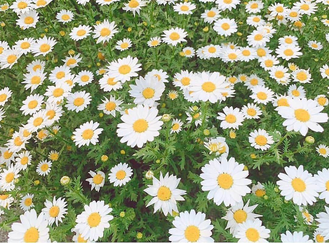 大盛真歩さんのインスタグラム写真 - (大盛真歩Instagram)「❁❁❁ . . このお花、Theお花って感じで大好きなんだ～☺️🌿 . . #flower #お花 #instagood」6月4日 22時30分 - maho_usagi