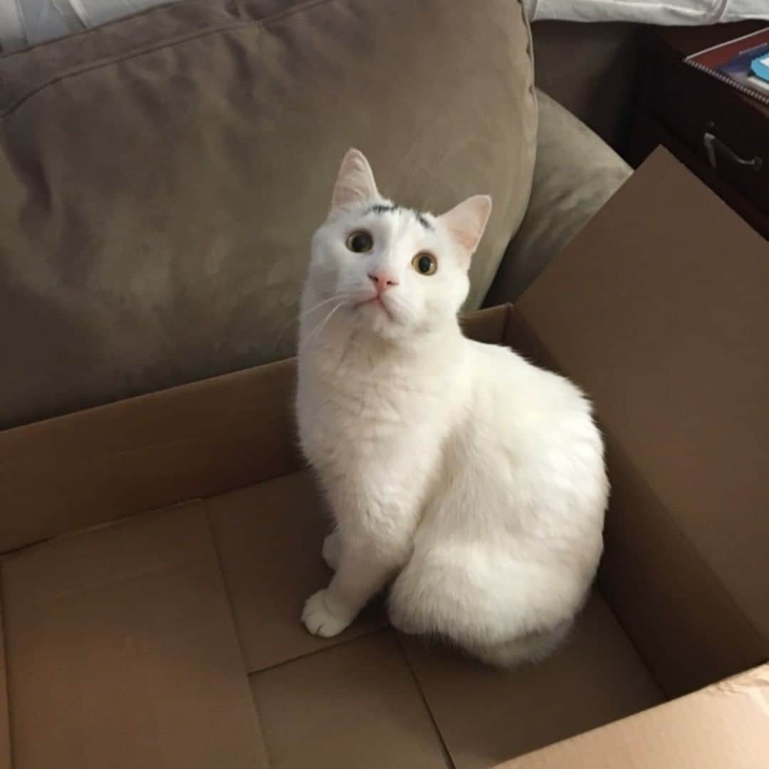 Samさんのインスタグラム写真 - (SamInstagram)「An empty box? For me? You shouldn’t have!」6月4日 22時54分 - samhaseyebrows