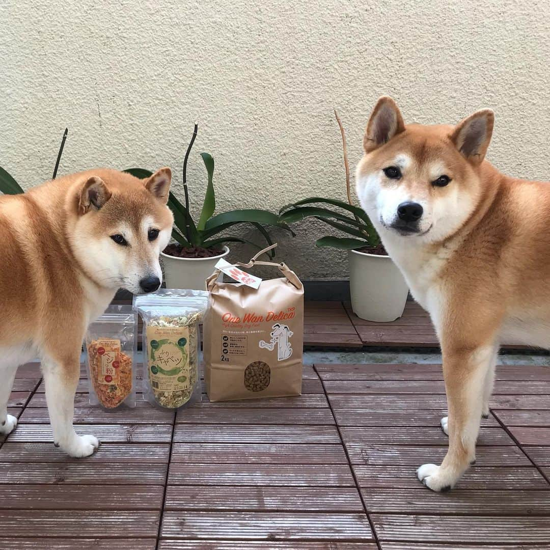 柴犬Mamesuke・Korosuke??大阪さんのインスタグラム写真 - (柴犬Mamesuke・Korosuke??大阪Instagram)「🐱🐻🌷 🐾----*----*----*----*🐾 ママ〜💦 お兄ちゃんがドッグフード独り占めしようとするよ〜😫 #食べ物には目がないお兄ちゃん #皮膚トラブルも無くなって絶好調 #ワンワンデリカ 🐾----*----*----*----*🐾 #MameKoro #豆コロ #West_dog_japan #豆柴 #柴犬 #赤柴 #豆介 #コロ介 #shibagram #shibastagram #shibainu #shiba #shibadog #🐕📷」6月4日 22時55分 - mame_suke_i