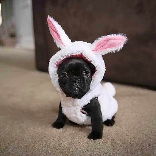 French Bulldogさんのインスタグラム写真 - (French BulldogInstagram)「Cutest bunny ever! 🐰💕 @somdrea . . . . . #frenchbulldogsofinstagram #frenchiephotos #frenchielove#buhi #thefrenchiepost #frenchies1 #LOVEABULLY#ilovemyfrenchie #dailyfrenchie #frenchiestagram#frenchiepuppy #frenchbulldogs #bulldogs #frenchielovers」6月4日 22時52分 - frenchie.world