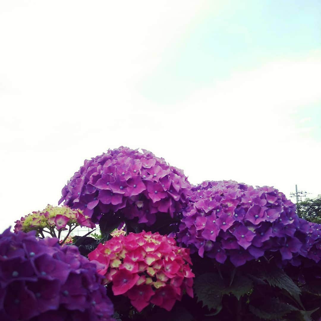 吉村美樹さんのインスタグラム写真 - (吉村美樹Instagram)「青空と紫陽花。もうすぐ梅雨入りかな🌂 #紫陽花 #あじさい #紫色のあじさい #青空 #きもちいい」6月4日 23時01分 - yoshimuramiki0911