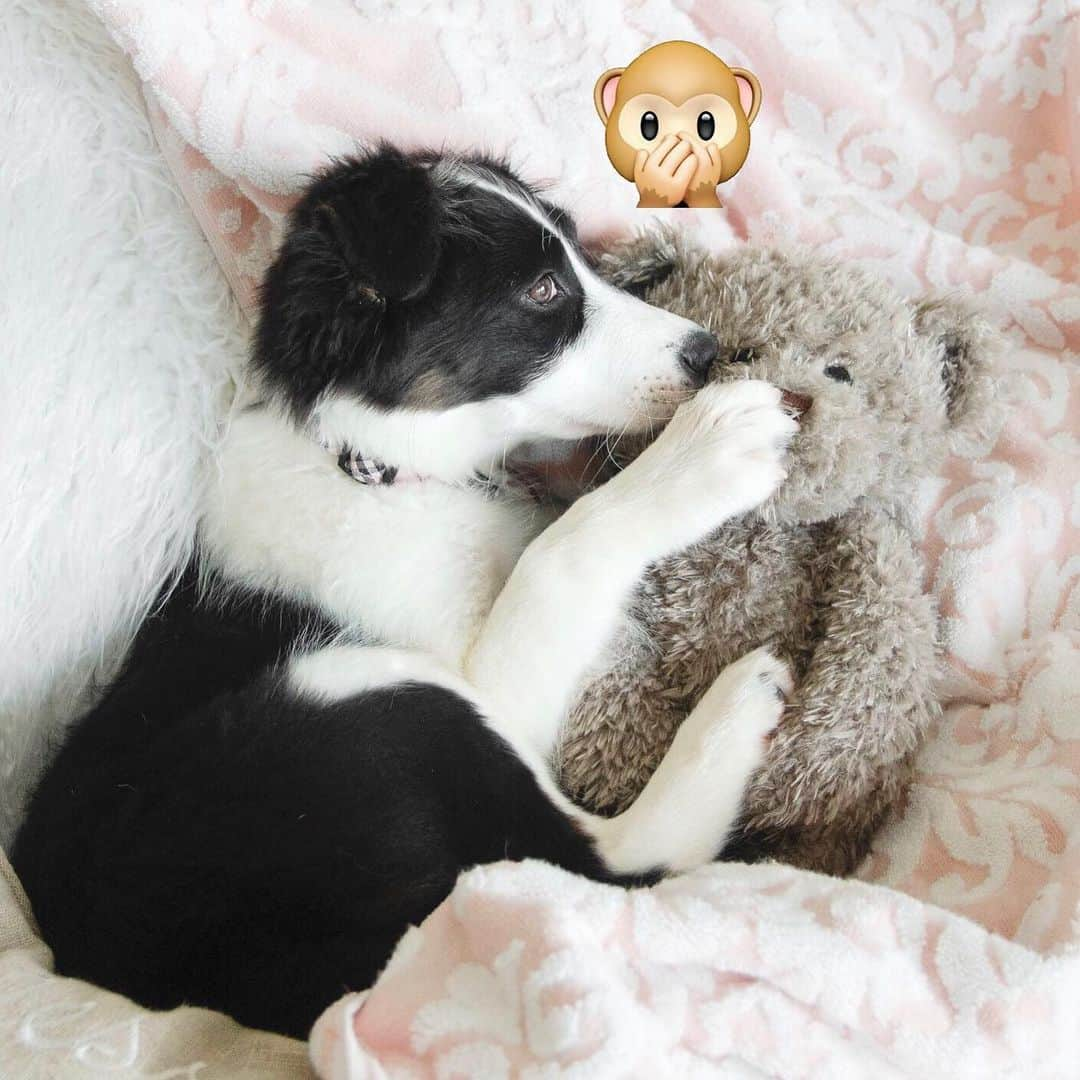 Jazzy Cooper Fostersさんのインスタグラム写真 - (Jazzy Cooper FostersInstagram)「Snuggle buddy or a chew toy? 🐼🐻」6月4日 23時05分 - bordernerd