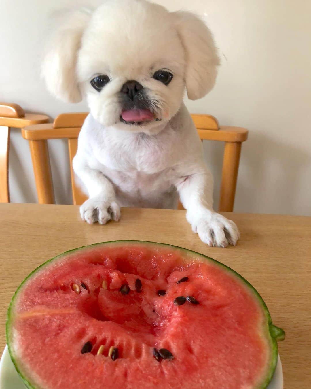 こなつのインスタグラム：「今年は何回食べれるかな😋🍉💚🍉💚🍉💚 #watermelon」