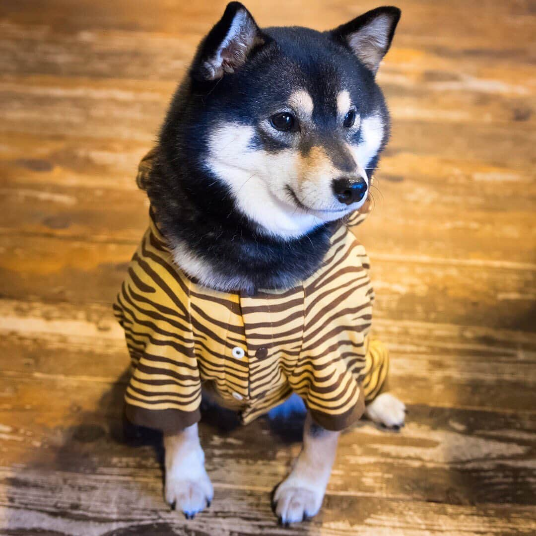 吾子さんのインスタグラム写真 - (吾子Instagram)「・ Aco Tiger🐯💕 ・ ・ ガォー🐯 こわいだろー🐶💕 ・ ・ #服は基本着ない #なで肩 笑 #木夢2 ・ ・ 北海道の柴犬 #柴北会 の皆ワン🐶💕くん活頑張ろう🐶👍🏻💕 ・ #adorable #instadog#shibainu#dog#instagramjapan#instashiba#kuroshiba #kuroshiba#socute #cutedog#いぬのきもち #黒柴 #dogstagram#sapporo」6月4日 23時21分 - acoshiba