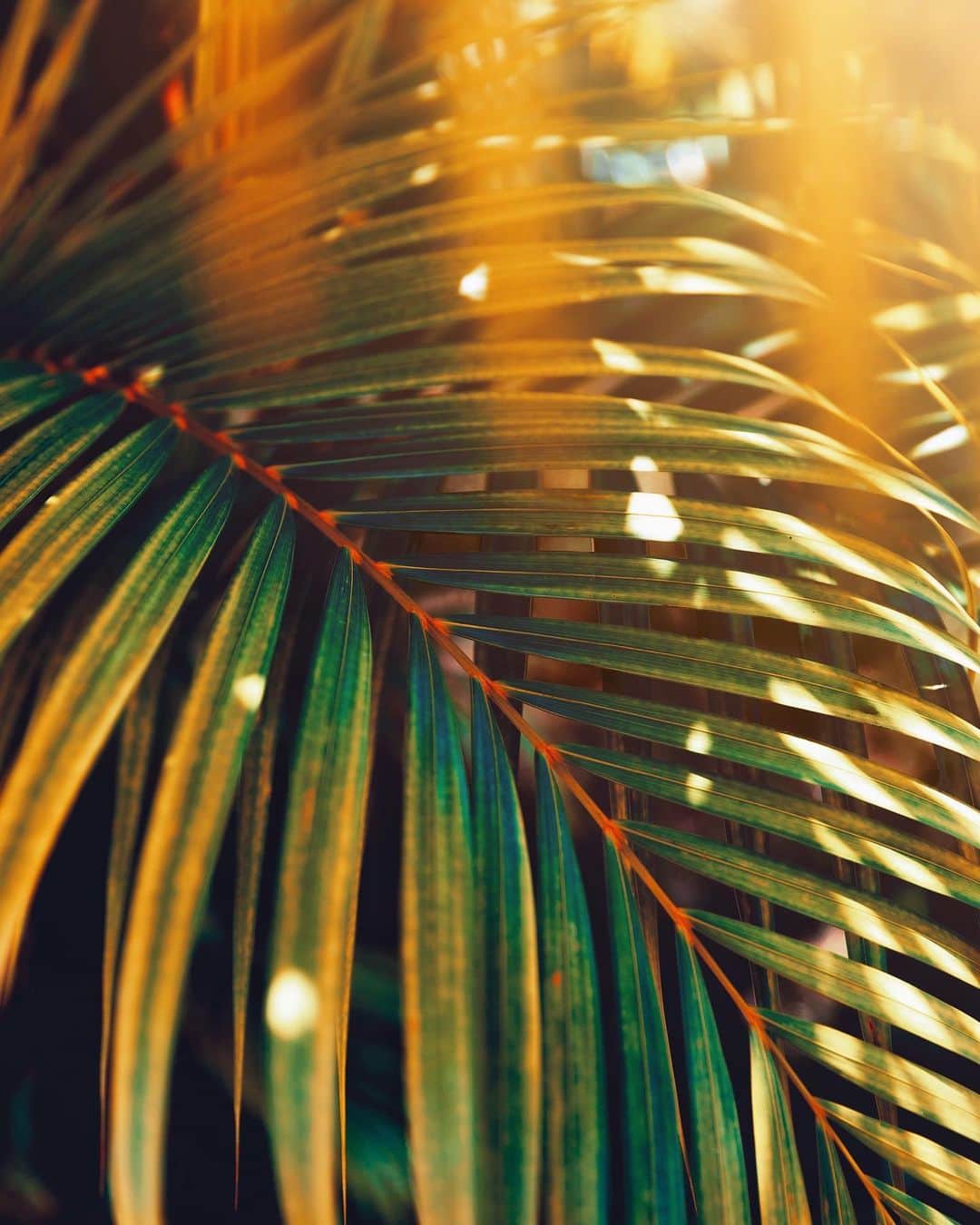 リリー＝ローズ・メロディのインスタグラム：「Light, colors and textures or my favorite combo ✨💛🌴#lilyinlombok」