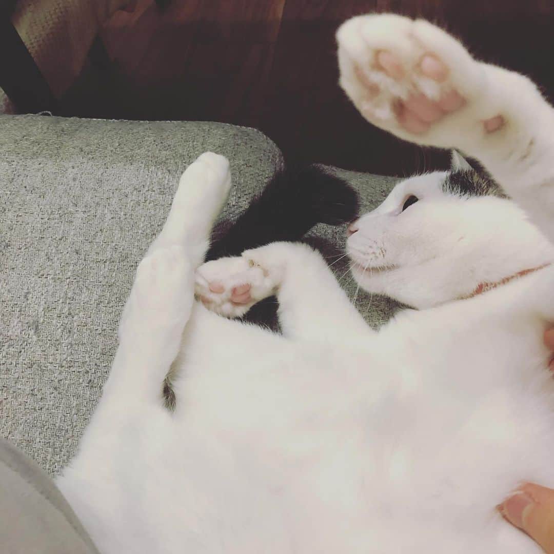 Siznaさんのインスタグラム写真 - (SiznaInstagram)「#dura #cat #づら #猫 #sizna #雑種 #元地域猫 #ヅラ #ヅラ猫 #ヅラ猫部 #にゃんスタグラム #猫変態を増やそうの会 #猫ろび #肉球」6月4日 23時49分 - dura0227
