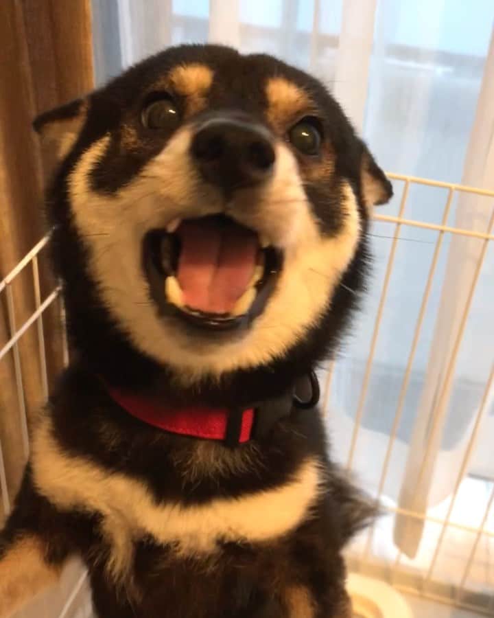 まめ丸のインスタグラム：「* * 【 #今日のおでむかえシリーズ 】 おかえりなさーい❣️ 今日もナデナデおねがいしまーす🐶💓 --------------------------------- 今日のおでむかえ＆まめ丸まめ豆知識で ブログかいたよ🐶📖 ストーリーかプロフィールからみてね🍀 * Welcome home🐶💓 I was waiting for you to come back home❣️ --------------------------------- I updated my blog🐶💓 The URL is in my profile. Please visit it if you have time❣️ * #おすわりして待つパターン #ヒコーキ耳 ✈︎ #まめ丸ヒコーキ * #柴犬#豆柴#柴#黒柴#黒豆柴#犬#ふわもこ部#shiba#shibainu#shibastagram#shibadog#puppy#instadog#dogstagram#dog#mameshiba#instashiba#petstagram#pet#buzzfeedanimals#cute#cutedog#강아지#멍스타그램#doglover#worldofcutepets」