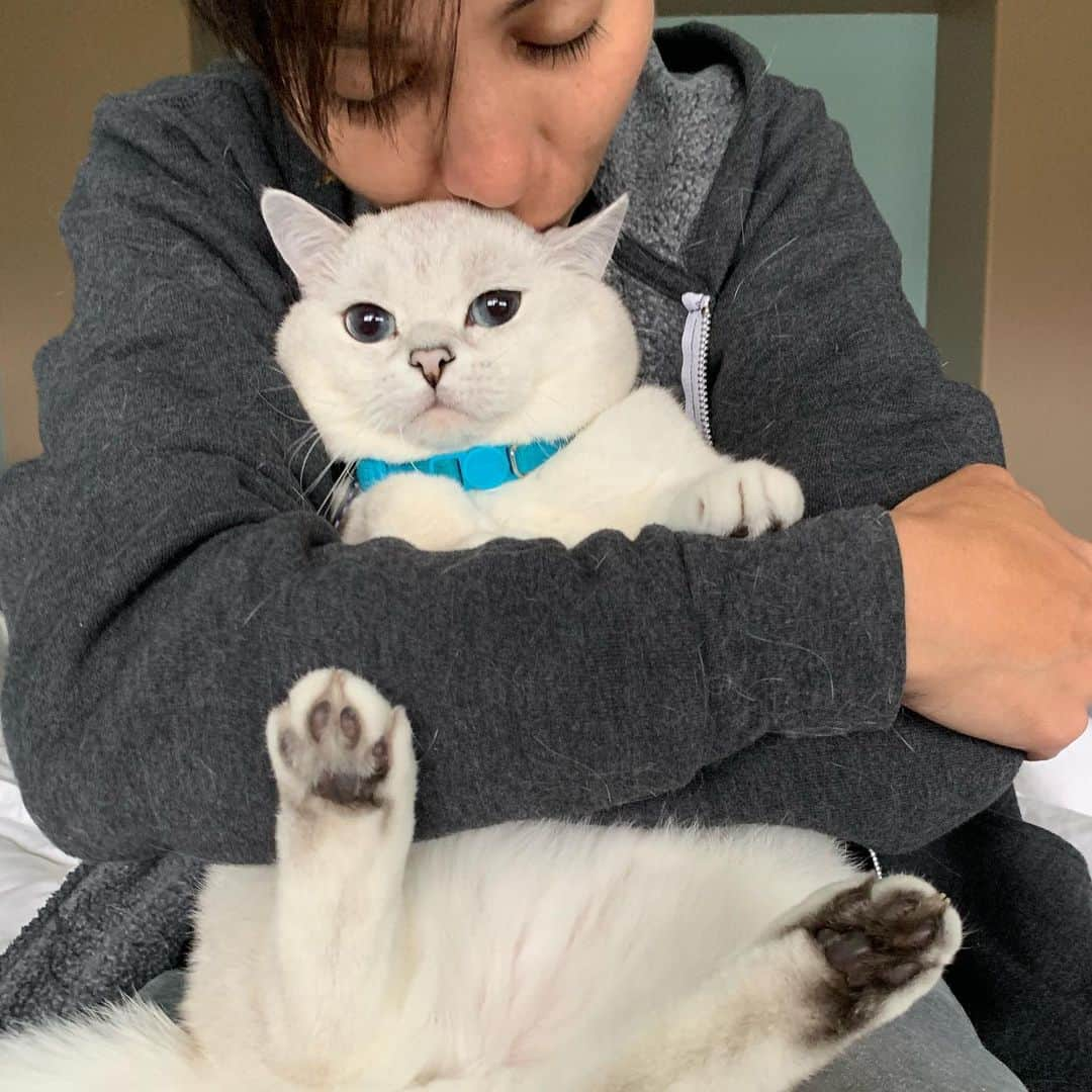 ミスター・ホワイトさんのインスタグラム写真 - (ミスター・ホワイトInstagram)「Hug me, squish me, loaf me! #hugyourcatday」6月5日 0時12分 - white_coffee_cat