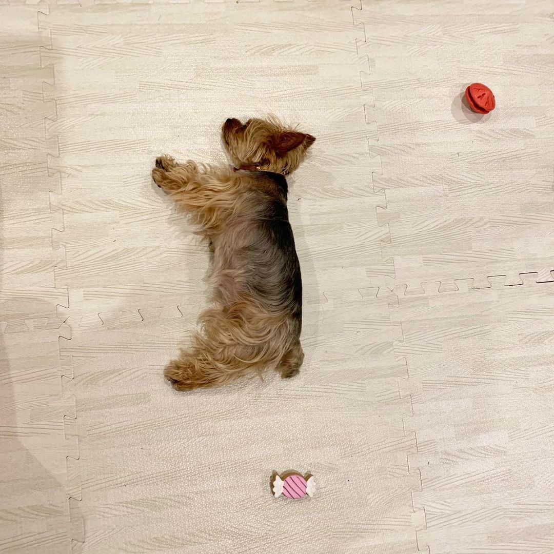 のインスタグラム：「💤 #yorkie #ヨーキー #yorkshireterrier #ヨークシャテリア」