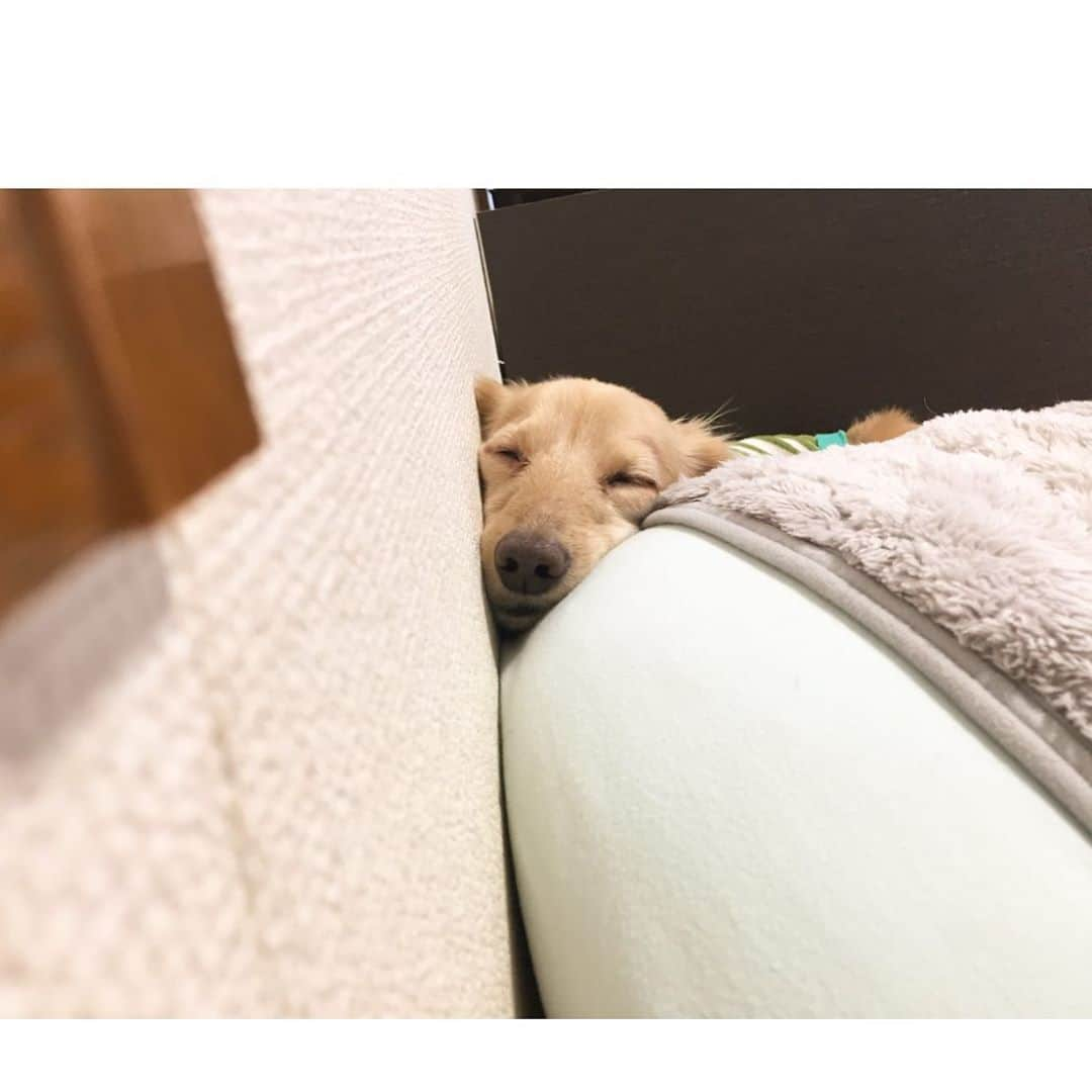 チズさんのインスタグラム写真 - (チズInstagram)「ジャストフィット🐶❤︎ #おやすみなさい 💤 #寝顔は天使 😪 #いい夢みろよ 👌 #Mダックス #MiniatureDachshund #ミニチュアダックス #ミニチュアダックスフンド #ミニチュアダックスクリーム #愛犬#カニンヘンクリーム #カニンヘンダックス #カニンヘンダックスフンド #犬なしでは生きていけません#愛しのわんこ #癒し犬#ダックス13歳 #愛犬バカ #関西ダックス#短足犬 #短足部 #シニア犬#親父犬#犬は家族 #インスタでわんこみるのが日課 ♡♡♡♡」6月5日 0時48分 - sqi.chizu