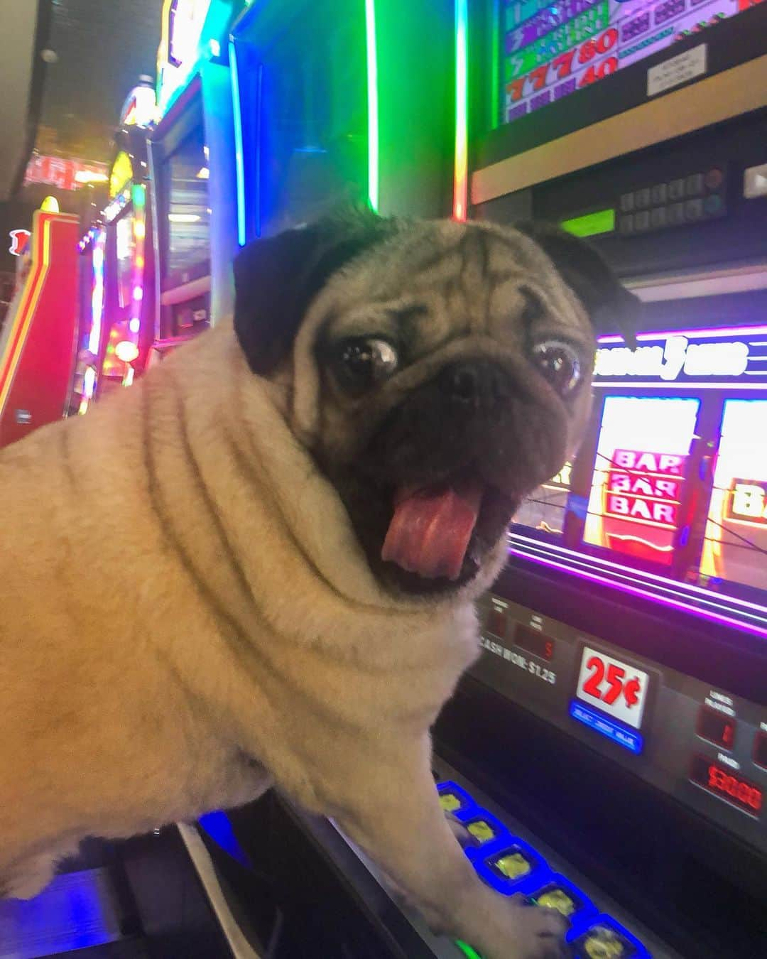 itsdougthepugさんのインスタグラム写真 - (itsdougthepugInstagram)「“When u hit the jackpot” -Doug」6月5日 0時42分 - itsdougthepug