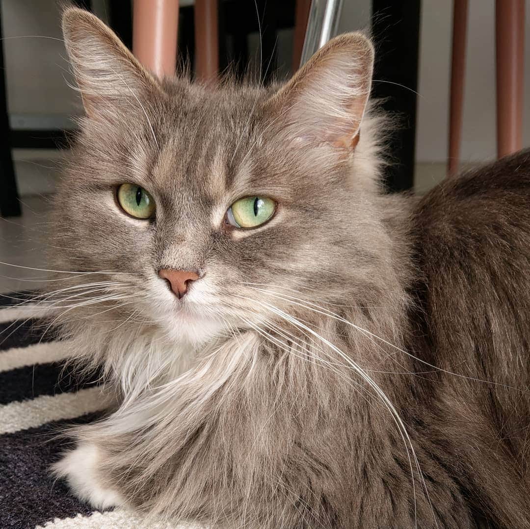 Nila & Miloさんのインスタグラム写真 - (Nila & MiloInstagram)「Did you know that people who hate cats will come back as mice in their next life? 😂🐭 #catmemes #innerwisdom #cats #siberianmoments」6月5日 0時56分 - nilamilo