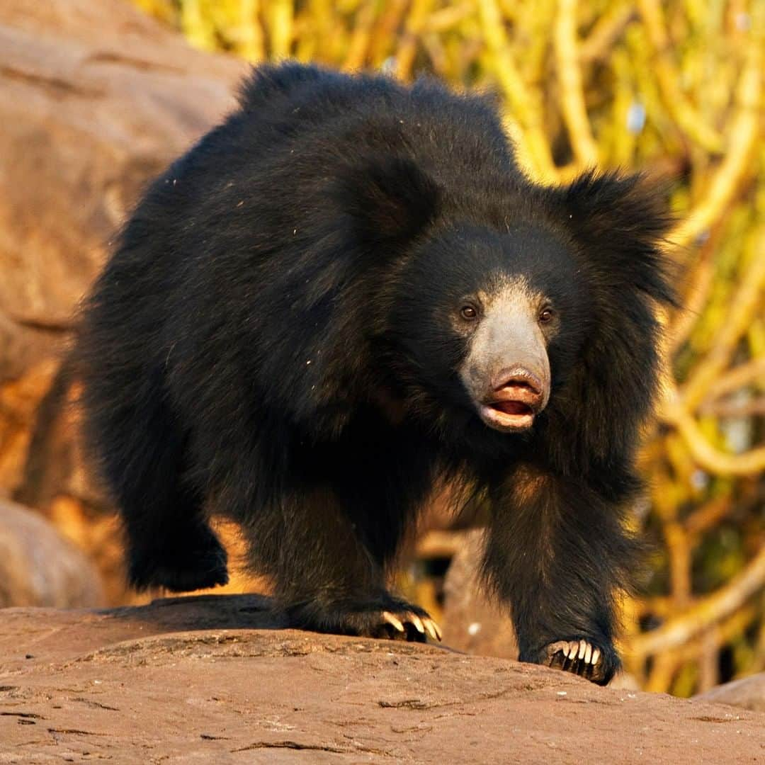 アニマルプラネットさんのインスタグラム写真 - (アニマルプラネットInstagram)「This sloth bear's hair is INSANE. They have specialized nostrils that can close completely to protect them from dust. . . . . . #animalplanetupclose #animalsofinstagram #animalplanet #animaloftheday #wild #wildlife #outdoors #animals #wildanimals #conservation #nature #animallovers #instanature #wildgeography #slothbear」6月5日 1時00分 - animalplanet