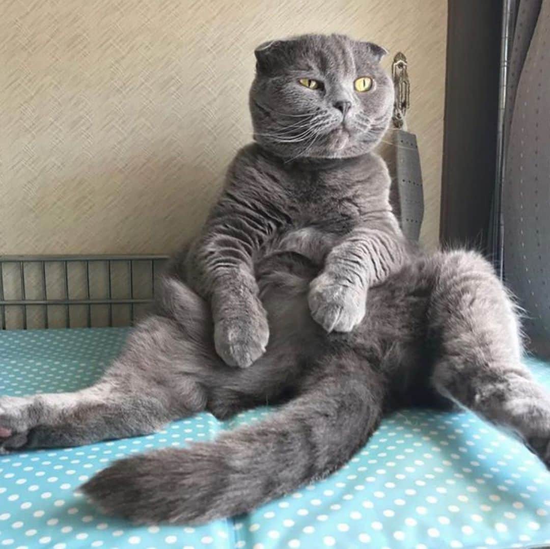 Petioのインスタグラム