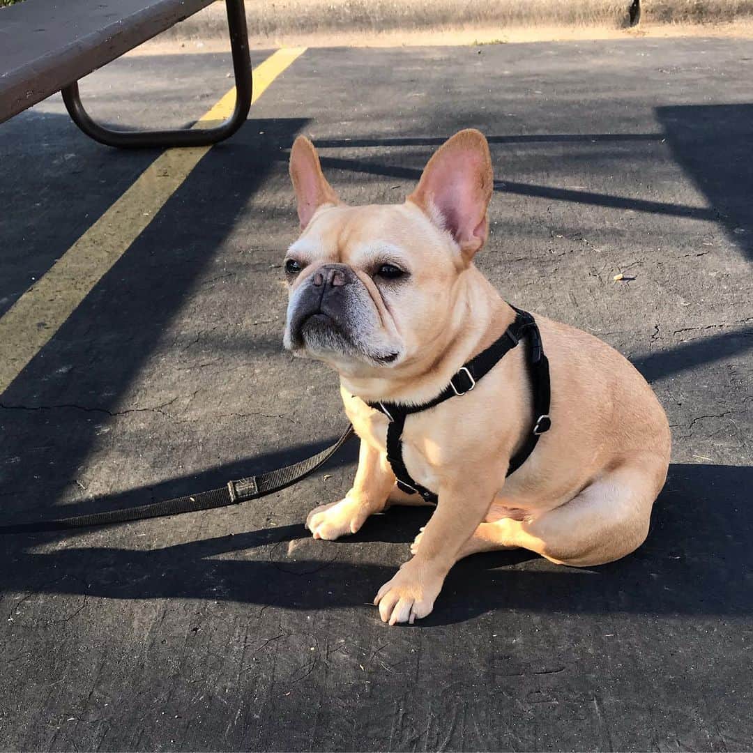 Hamlinのインスタグラム：「Loaf mode activated and on autopilot. 🍞 .......... #loaf #chill」