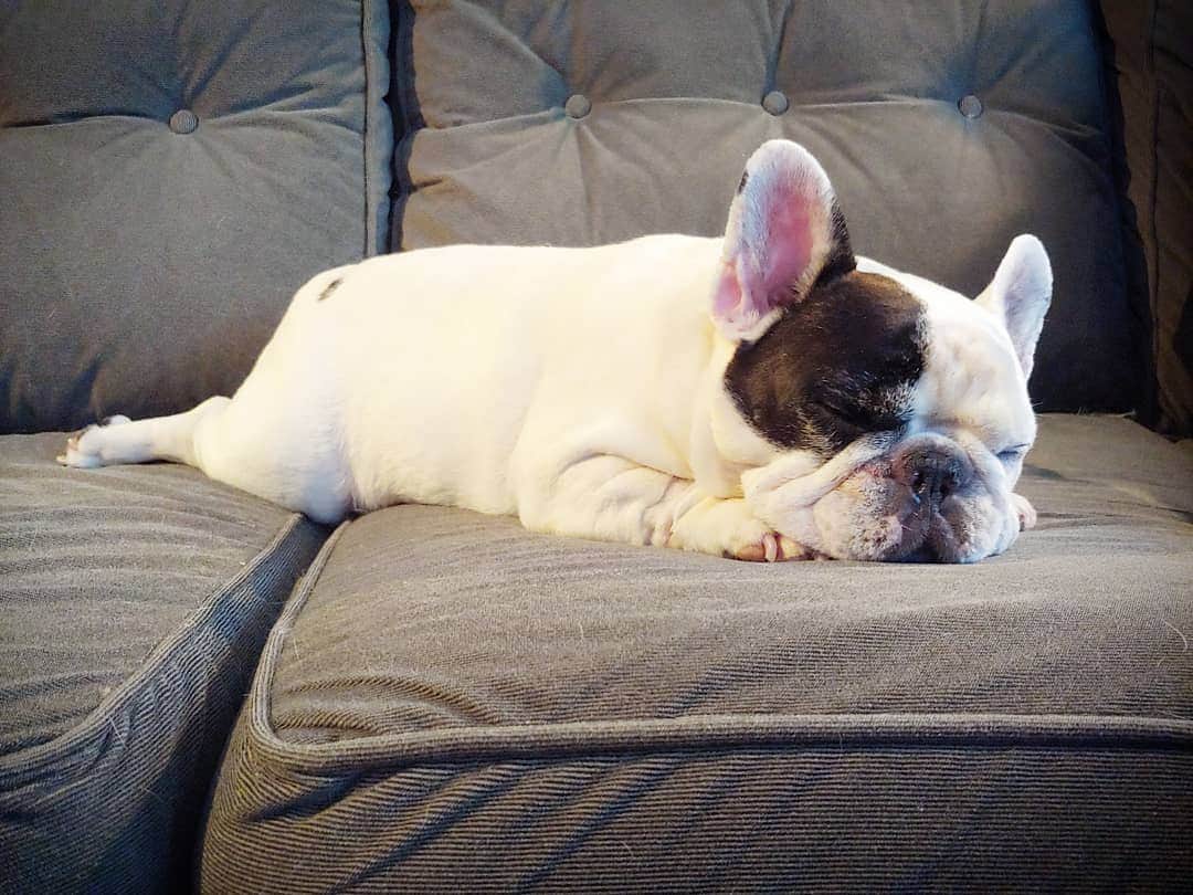 Manny The Frenchieのインスタグラム：「Can I interest you in a nibble of my #chickenleg?! 🤔😂🍗」