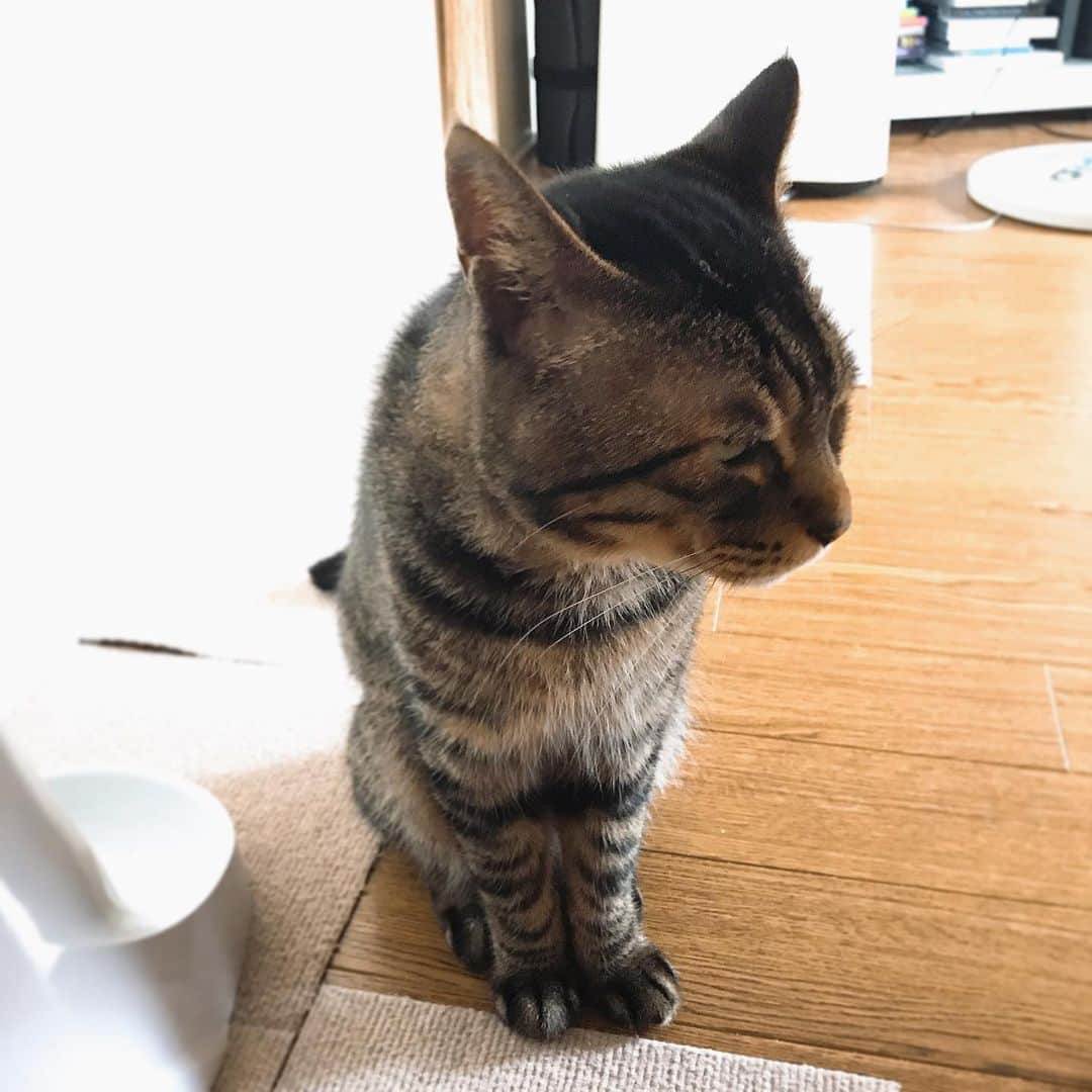 Musashiさんのインスタグラム写真 - (MusashiInstagram)「おはムサシ！ 眉間にシワ寄せてごはん待ち。I'm hungry.🤨 #musashi #mck #cat #キジトラ #ムサシさん #musashi_the_cat #ねこすたぐらむ」6月5日 11時10分 - _daisy