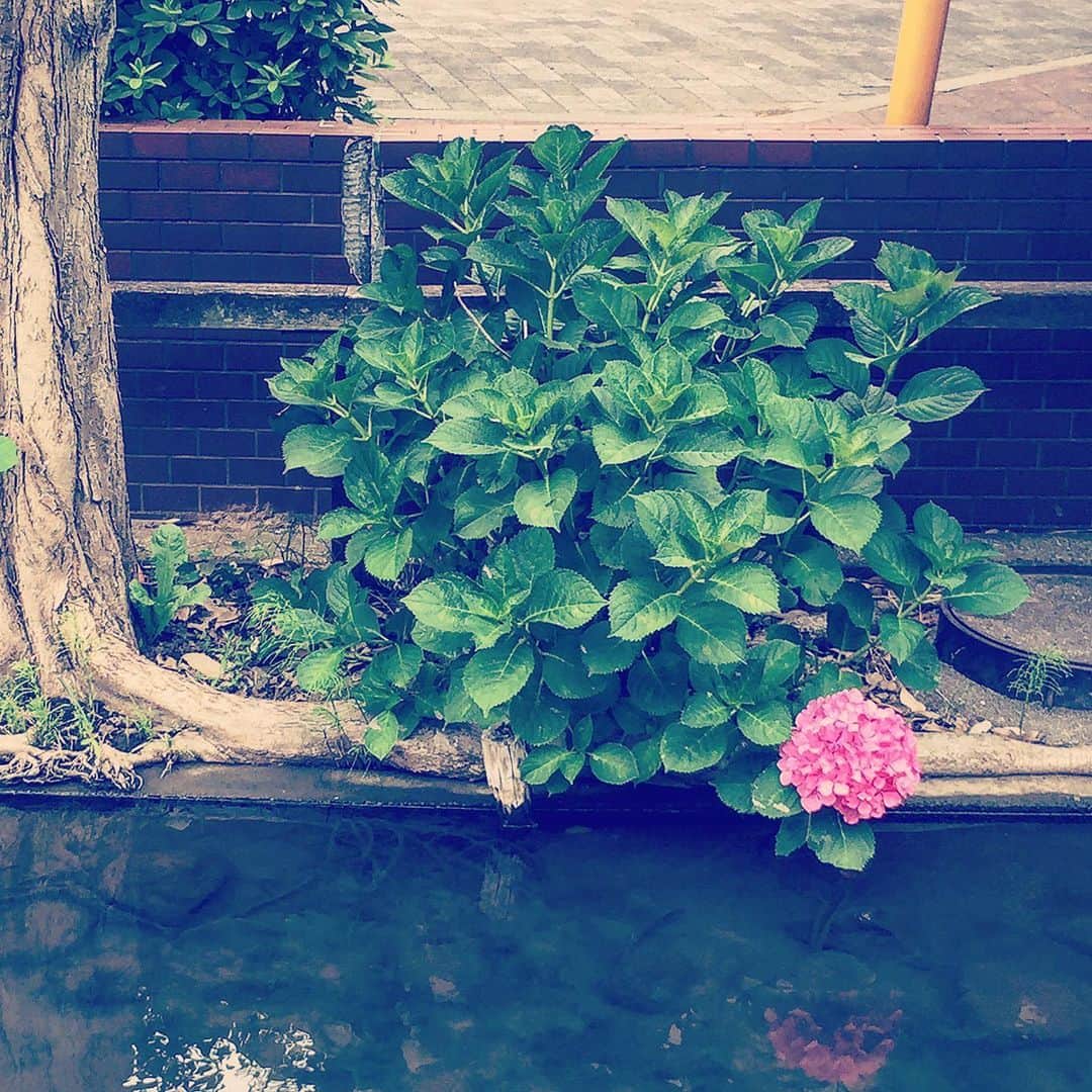氏家恵さんのインスタグラム写真 - (氏家恵Instagram)「#紫陽花 #梅雨」6月5日 11時32分 - ujiiemegumi