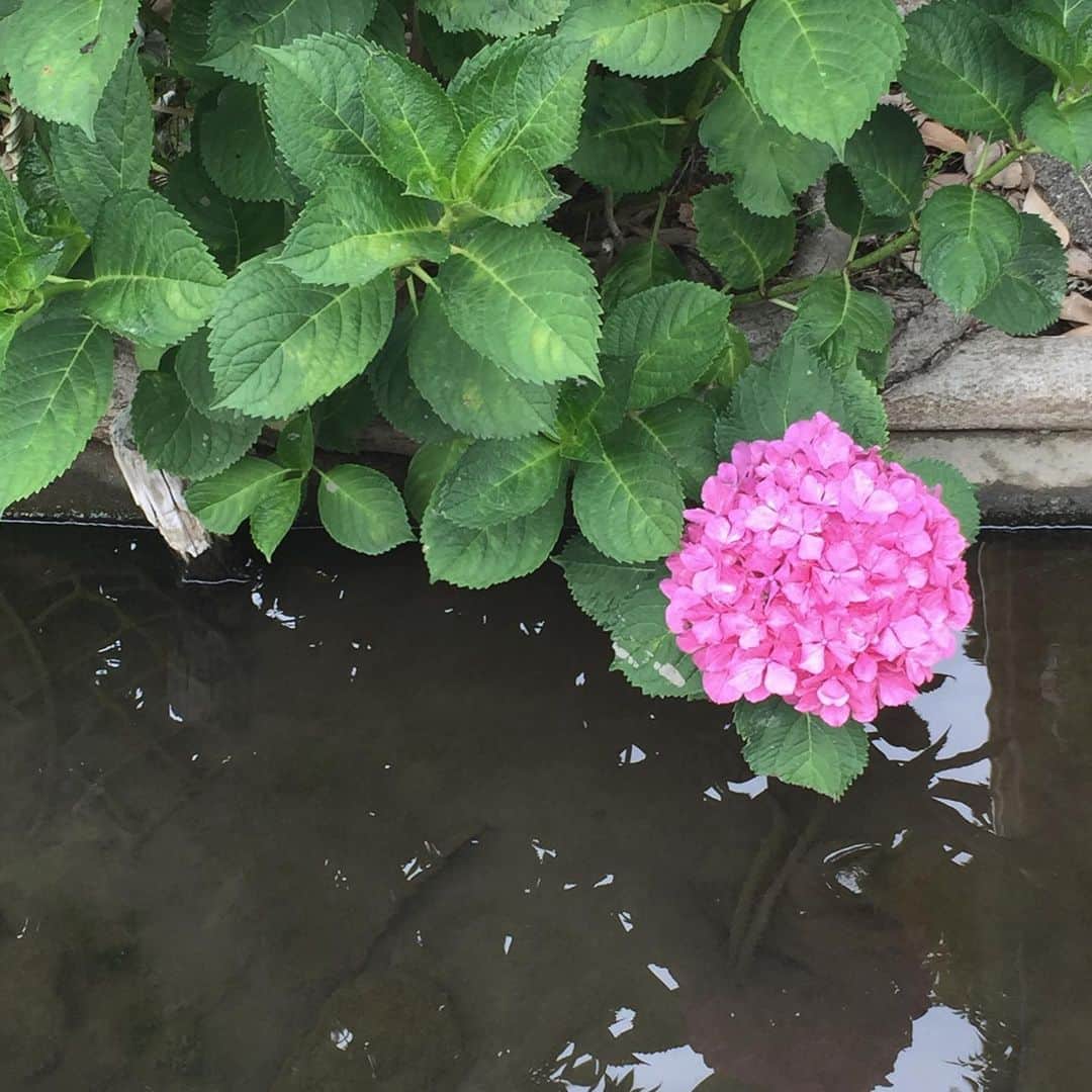 のインスタグラム：「#紫陽花 #梅雨」