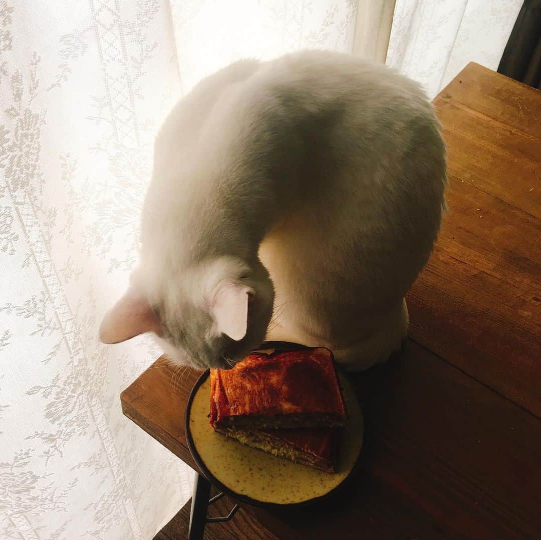金巻ともこさんのインスタグラム写真 - (金巻ともこInstagram)「メンチカツとキャベツのホットサンドとハク。 #ホットサンド #バウルー #hotsandwich #おうちごはん #おうちごはん金巻 #おうちごはんと猫 #kurohakuchai #cat #猫 #白猫 #whitecat」6月5日 11時45分 - tomotomoco