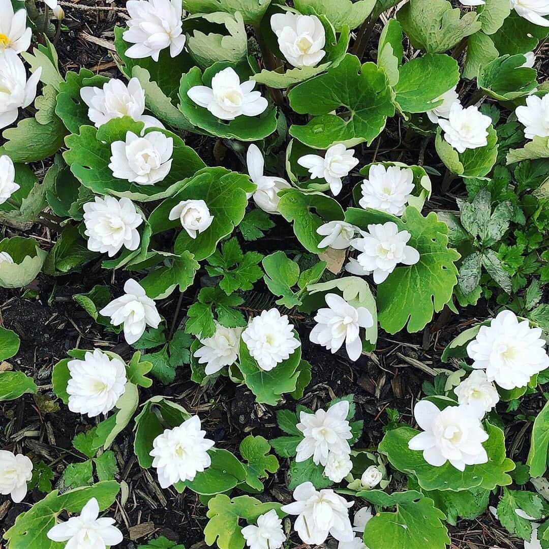 マーサ・スチュワートさんのインスタグラム写真 - (マーサ・スチュワートInstagram)「Martha’s gardener @ryanmccallister1 snapped these beautiful white flowers (known as Double Flowered Bloodroot) in the Bedford gardens. 🌸 The tiers of fluffy white petals make for one angelic blossom. ✨ Swipe left to see the full family in bloom! 👀 #regram」6月5日 3時20分 - marthastewart