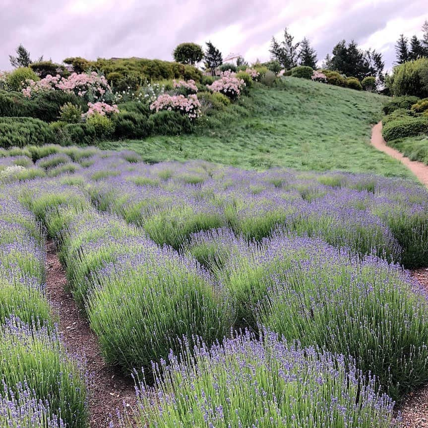 アリシア・シルヴァーストーンさんのインスタグラム写真 - (アリシア・シルヴァーストーンInstagram)「In #napa last weekend. These colors were so whimsical! No filter. Nature always amazes me.」6月5日 3時33分 - aliciasilverstone