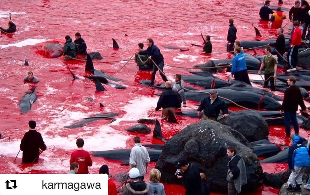 ルイス・ハミルトンさんのインスタグラム写真 - (ルイス・ハミルトンInstagram)「This is so upsetting. How can you honestly do this to another being. Disgusted! #Repost @karmagawa ・・・ Repost from @savethereef ⚠WARNING GRAPHIC IMAGES⚠ How is this barbaric killing of whales and dolphins still legal? This annual slaughter takes place in the Faroe Islands and the typically blue sea turns into a horrifying red color due to the countless bodies of dead whales and dolphins.  Apparently, this tradition goes back to the year 1584 and it‘s a communal activity where all the locals get together to ruthlessly slaughter hundreds of whales and dolphins.  How are the whales killed? The fishermen enter the water in boats and as soon as pods of whales arrive close to the bay, they surround them and lead them towards land to be beached and slaughtered. When the whales are close enough, a hook is inserted into their blowholes to bring them further up the shore and their necks are then stabbed with a spinal lance and their spinal cords are severed, which further cuts the blood supply to its brain. The whale loses consciousness and dies within a few seconds.  An entire pod of whales can be killed in less than 10 minutes and the entire community pitches in the slaughtering while it takes place in plain sight. Reportedly, each whale is recorded and regulated by authorities and the Danish people claim that this practice is not cruel and is carried out in regard to international laws. But we ask how can this be a law? Approximately 500 cetaceans have now been killed ‘for food’ in these islands since the beginning of 2019. Let’s hear what your thoughts — is this tradition of slaughter cruel and should it be stopped or be allowed to continue? #savethedolphins #karmagawa #savethewhales #savethereef」6月5日 3時27分 - lewishamilton