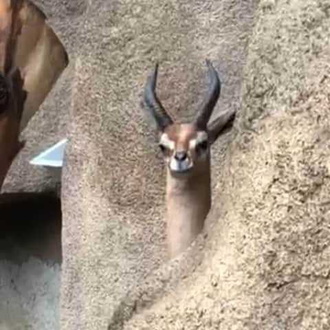 San Diego Zooのインスタグラム