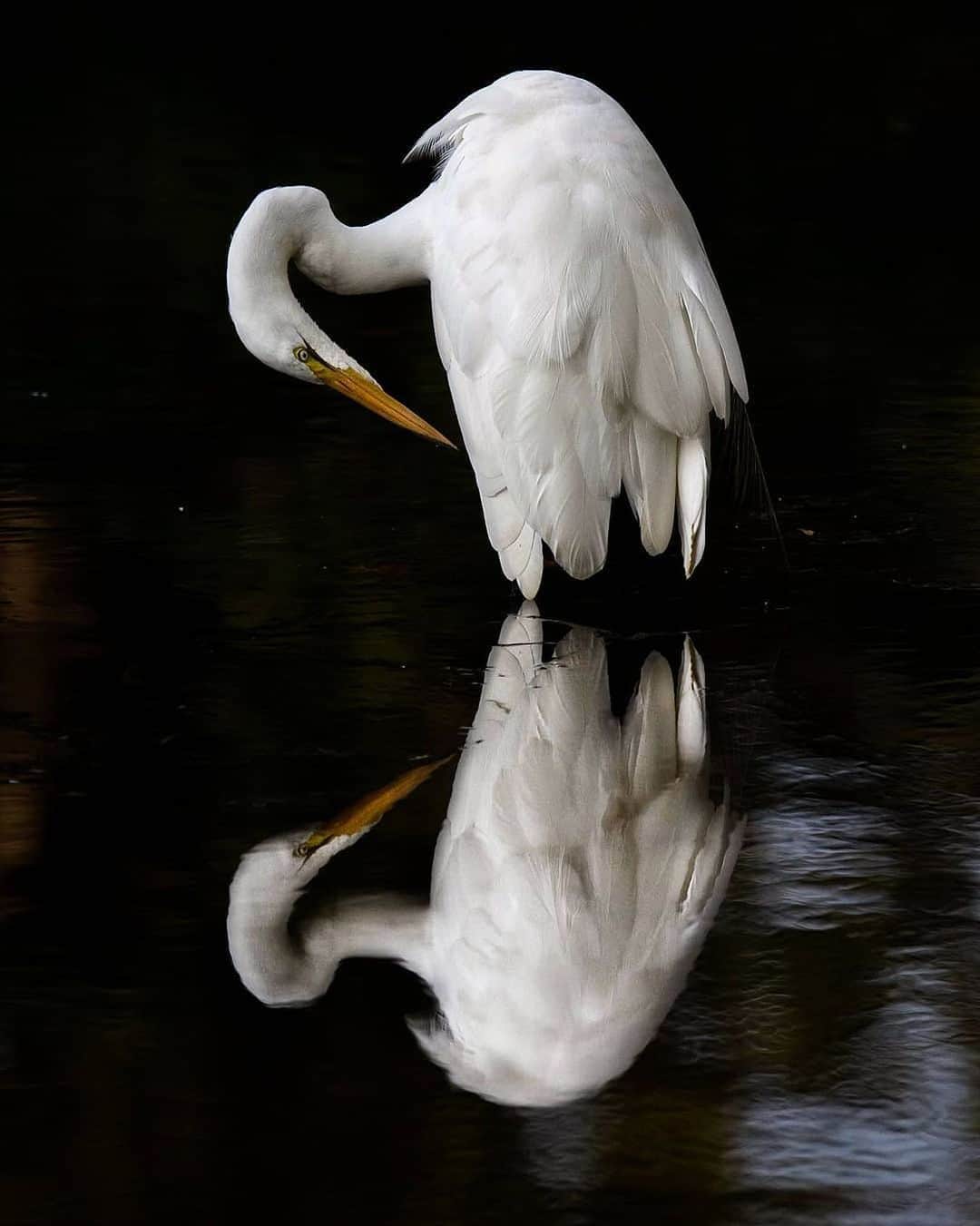 NikonUSAさんのインスタグラム写真 - (NikonUSAInstagram)「Stunning reflections from @keithfreeburn: “Great Egret! Just saw two of these beauties last Friday and hope to have some photos posted soon.” Share your best photos with us using #NikonNoFilter for a chance to be featured! 📸: #Nikon #D7200 and #NIKKOR 200-500mm lens」6月5日 3時36分 - nikonusa