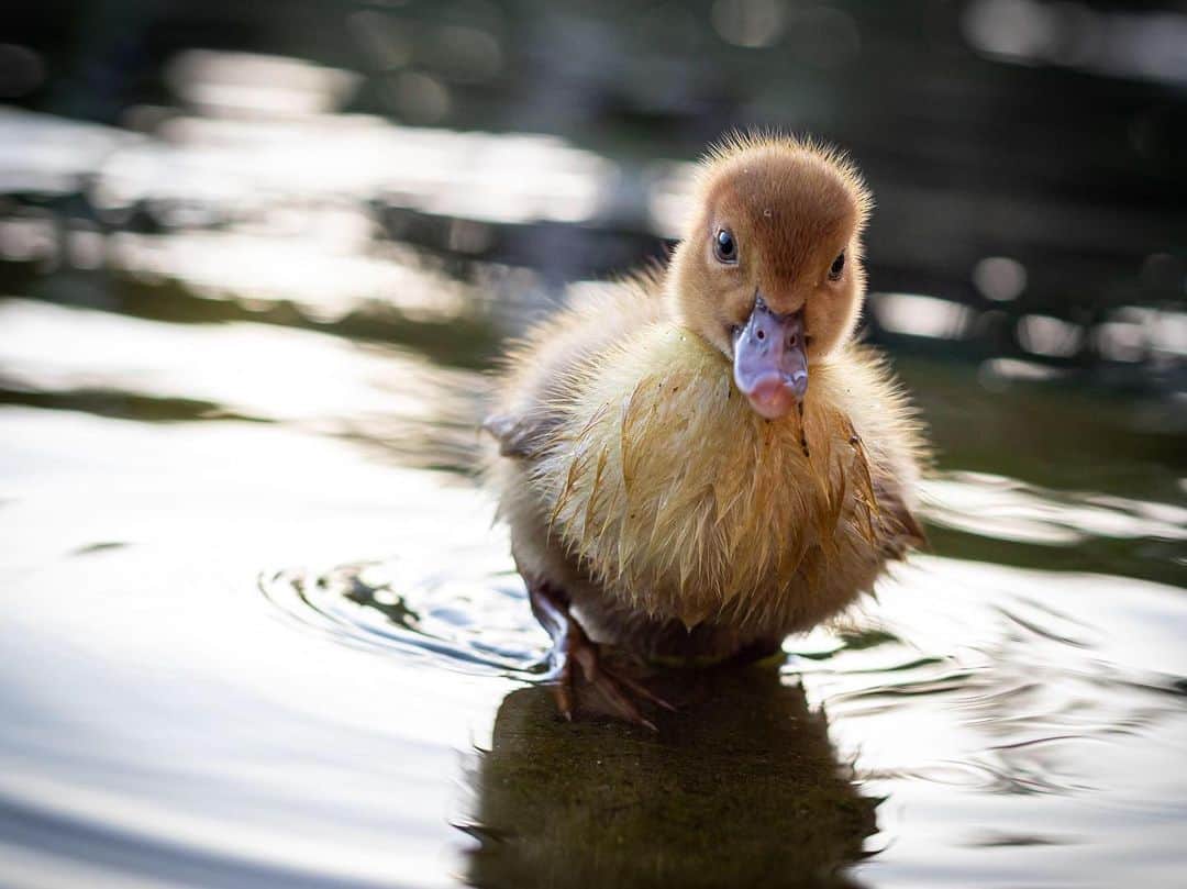 CANON USAさんのインスタグラム写真 - (CANON USAInstagram)「"I have always wanted a chance to capture baby ducks ever since I started photography. I love how fuzzy they are when they are young. This little guy was so curious of the lens I literally was able to get on its level and get really close. This sparked a desire to capture more baby animals." #MyCanonStory  Photo Credit: @michellepowersphoto  Camera: #Canon EOS 6D Mark II Lens: EF 50mm f/1.8 STM Aperture: f/4 ISO: 400 Shutter Speed: 1/400 sec Focal Length: 50mm  #teamcanon #canonusa #duckling #ducks #babyanimals #candid #cute」6月5日 3時40分 - canonusa
