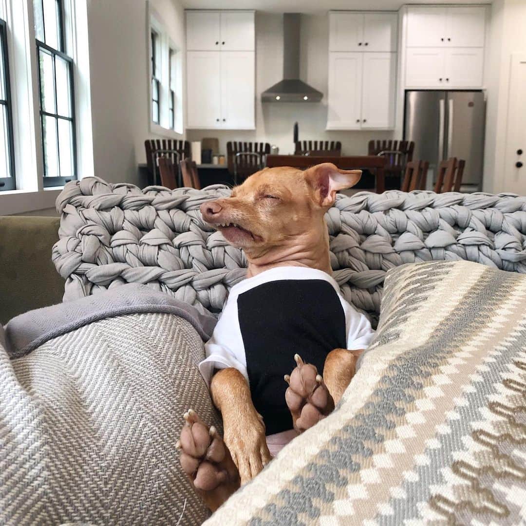 Tuna {breed:chiweenie} さんのインスタグラム写真 - (Tuna {breed:chiweenie} Instagram)「After months of construction, we FINALLY moved into our new house, and as you can see, Toons has made himself right at home. 😴 #alwaysasleep #alwaysashrivelneck #toes」6月5日 3時44分 - tunameltsmyheart