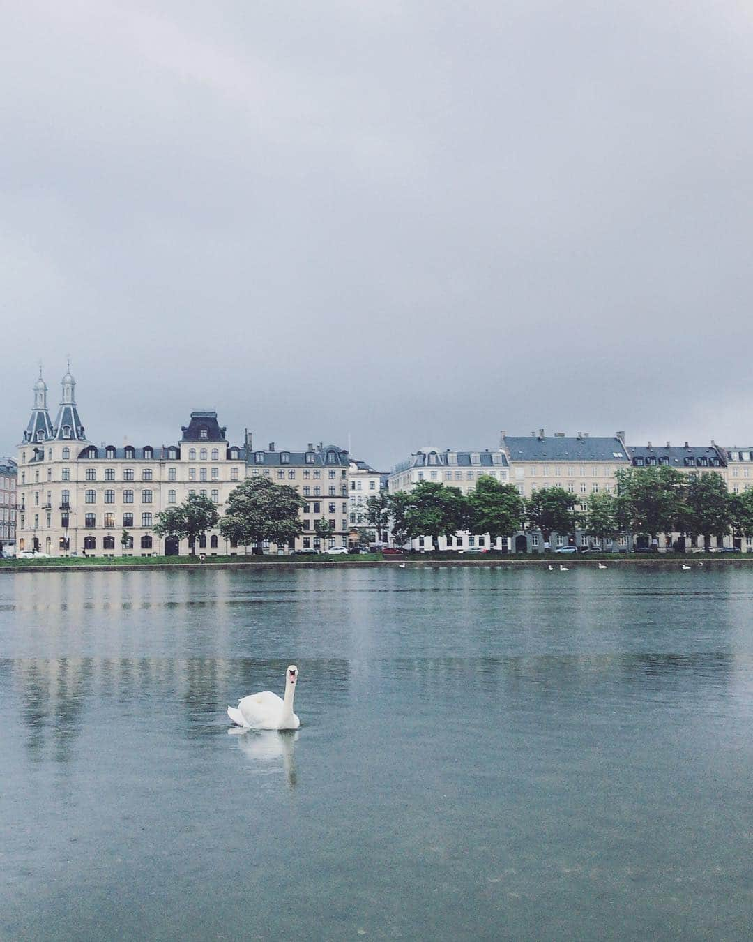 青葉市子さんのインスタグラム写真 - (青葉市子Instagram)「5.26 🇩🇰🦢」6月5日 4時06分 - ichikoaoba