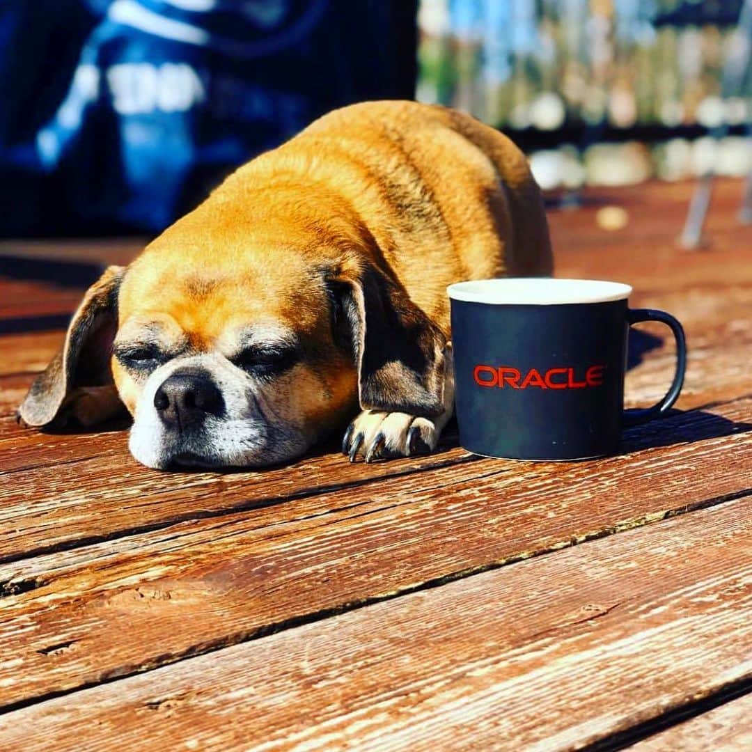 Oracle Corp. （オラクル）さんのインスタグラム写真 - (Oracle Corp. （オラクル）Instagram)「The #dog days of summer are just around the corner, and with Oracle Cloud, your business will be sure to beat the heat! Oracle has built a #cloud infrastructure platform that delivers unmatched reliability, scalability, and performance for mission-critical #databases, applications, and workloads. Our fluffy friend needs a caption! Leave yours below! 🐶」6月5日 5時18分 - oracle