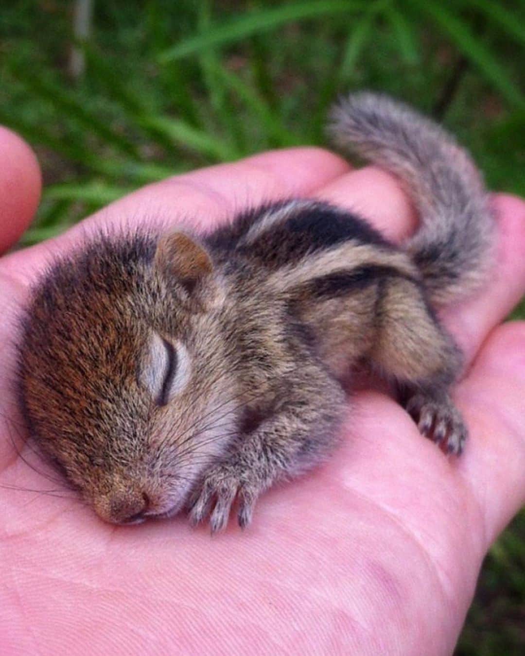 Earth Picsさんのインスタグラム写真 - (Earth PicsInstagram)「Baby chipmunk 🐿 to bring a smile to your day 🥰」6月5日 5時54分 - earthpix
