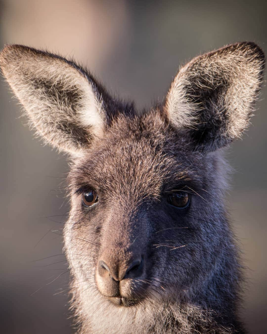 デビッド・ポーコックさんのインスタグラム写真 - (デビッド・ポーコックInstagram)「Happy World Environment Day!  After spending my childhood in the bush, I've spent most of the last 15 years in cities. It can be easy to miss nature in cities, but I try to find it where I can. I think we all crave it - whether it's the ocean, local bushland, a park, time in the garden or even just the magpie that comes for an afternoon snack on the deck - our natures crave Nature.  We're spoiled in Canberra with over 50% of the Territory bring protected areas. Scientists like E.O. Wilson are saying that we need to protect 50% of ecosystems to maintain biodiversity on this incredible planet 🌏. . My brother was here over the weekend and we spent time at the amazing @MulligansFlat and Australian National Botanic Gardens. Glad to share my weird bird obsession with someone. . 📷: @michaelpocock  #wildlifewednesday #birdnerd #brother #visitcbr」6月5日 5時52分 - davidpocock