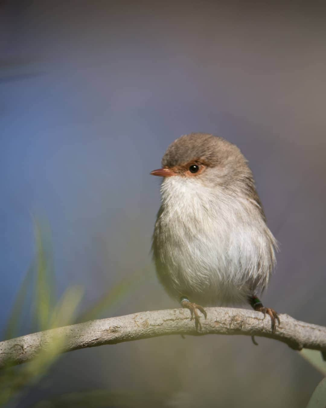 デビッド・ポーコックさんのインスタグラム写真 - (デビッド・ポーコックInstagram)「Happy World Environment Day!  After spending my childhood in the bush, I've spent most of the last 15 years in cities. It can be easy to miss nature in cities, but I try to find it where I can. I think we all crave it - whether it's the ocean, local bushland, a park, time in the garden or even just the magpie that comes for an afternoon snack on the deck - our natures crave Nature.  We're spoiled in Canberra with over 50% of the Territory bring protected areas. Scientists like E.O. Wilson are saying that we need to protect 50% of ecosystems to maintain biodiversity on this incredible planet 🌏. . My brother was here over the weekend and we spent time at the amazing @MulligansFlat and Australian National Botanic Gardens. Glad to share my weird bird obsession with someone. . 📷: @michaelpocock  #wildlifewednesday #birdnerd #brother #visitcbr」6月5日 5時52分 - davidpocock