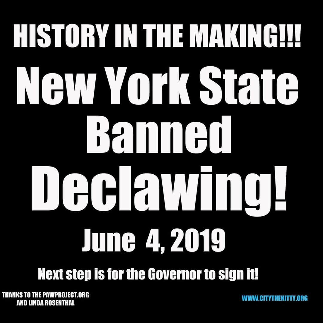 City the Kittyさんのインスタグラム写真 - (City the KittyInstagram)「It's OFFICIAL folks!!!😺🐾🐾🐾 The NY Assembly and NY Senate OVERWHELMINGLY voted to BAN declawing! Once the Governor signs the bill, NY will be the first state to ban declawing!  This is history in the making and soon other states will follow!!! Please share this post and spread the word so that more people will join us with this cause to help protect cats from this animal cruelty! PLEASE give a huge thank you to @pawproject and Linda B. Rosenthal for their tireless work to protect cats from this barbaric amputation procedure! #PawsNeedClaws www.citythekitty.org  Please go to our website and sign all our petitions! Your voice does make a difference! #stopdeclawing #pawsneedclaws #newyorkcats #voiceforthevoiceless #wedidit #goodoverevil #fightthegoodfight」6月5日 5時58分 - citythekitty