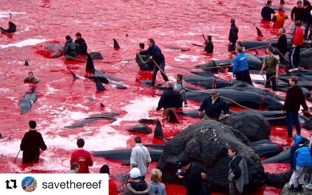 アレッサンドラ・アンブロジオさんのインスタグラム写真 - (アレッサンドラ・アンブロジオInstagram)「This is shocking and so sad !!! #Repost @savethereef ・・・ ⚠WARNING GRAPHIC IMAGES⚠ How is this barbaric killing of whales and dolphins still legal? This annual slaughter takes place in the Faroe Islands and the typically blue sea turns into a horrifying red color due to the countless bodies of dead whales and dolphins.  Apparently, this tradition goes back to the year 1584 and it‘s a communal activity where all the locals get together to ruthlessly slaughter hundreds of whales and dolphins.  How are the whales killed? The fishermen enter the water in boats and as soon as pods of whales arrive close to the bay, they surround them and lead them towards land to be beached and slaughtered. When the whales are close enough, a hook is inserted into their blowholes to bring them further up the shore and their necks are then stabbed with a spinal lance and their spinal cords are severed, which further cuts the blood supply to its brain. The whale loses consciousness and dies within a few seconds.  An entire pod of whales can be killed in less than 10 minutes and the entire community pitches in the slaughtering while it takes place in plain sight. Reportedly, each whale is recorded and regulated by authorities and the Danish people claim that this practice is not cruel and is carried out in regard to international laws. But we ask how can this be a law? Approximately 500 cetaceans have now been killed ‘for food’ in these islands since the beginning of 2019. Let’s hear what your thoughts — is this tradition of slaughter cruel and should it be stopped or be allowed to continue? #savethedolphins #karmagawa #savethewhales #savethereef」6月5日 6時13分 - alessandraambrosio