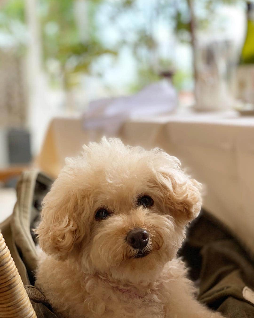 Maruのグルメインスタ