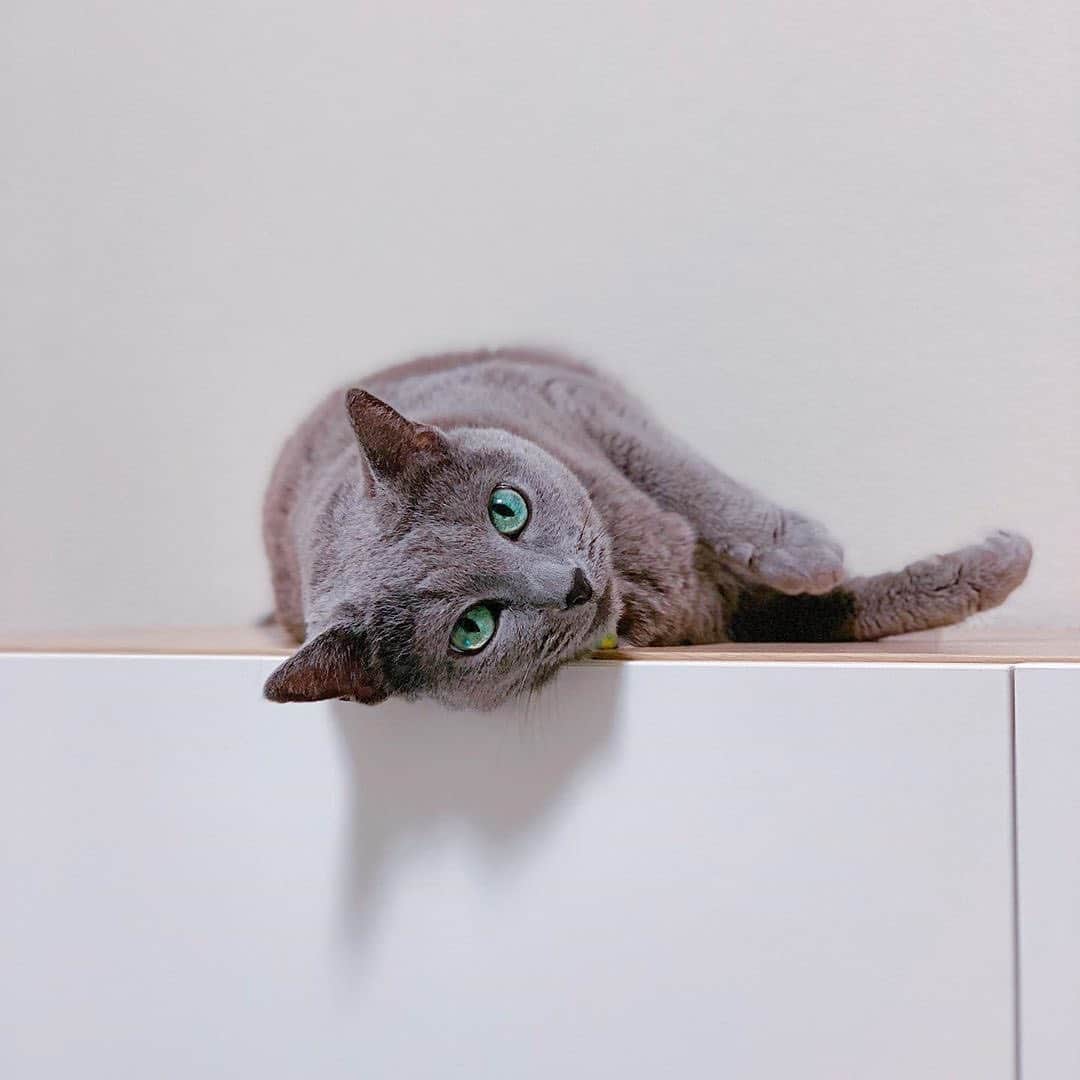 PECOねこ部さんのインスタグラム写真 - (PECOねこ部Instagram)「. 「覚えてにゃー🐱！」 #まったく😾 #6月4日はロシの日 なのに #スタッフときたら #うっかりもいいところ #弁解の余地は無いにゃ😤 #いっそのこと #毎日ロシ祭りでもいいにゃ🎉 #regram：@sakura_russian  素敵な写真を投稿してくださったのは…﻿ @sakura_russian さん﻿ 他にも素敵なお写真がたくさんあるので、ぜひ遊びに行ってみてください♪﻿ ﻿ #ペコねこ部 をつけて投稿すると…﻿ PECOで楽しくご紹介させていただきます🙇‍♀️」6月5日 12時06分 - pecocats