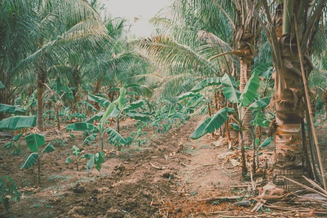 Vita Coco Coconut Waterのインスタグラム：「Our farmers practice intercropping on their farms.  This means that the coconut trees share their soil with other plants like cacao, coffee, and bananas.  The trees throw a little shade, but there's no hard feelings.」
