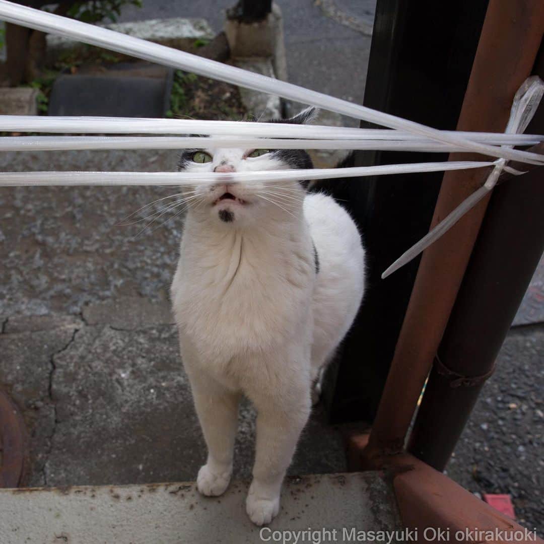 Masayukiさんのインスタグラム写真 - (MasayukiInstagram)「ちらり。  おはようございます。 Good morning from Tokyo Japan ☁️ #cat #ねこ」6月5日 7時10分 - okirakuoki