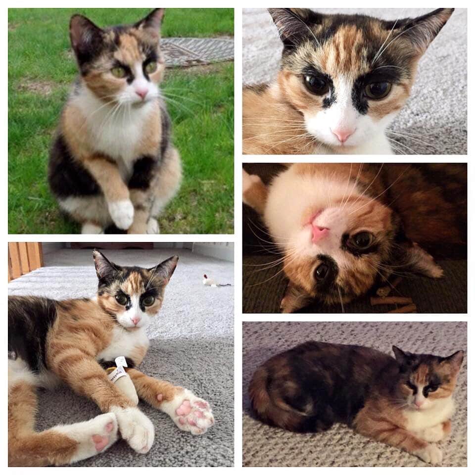 リリーのインスタグラム：「4 years ago my family rescued me  and I found my furever home 😸 Here are some pictures from the first couple of weeks with them💚」