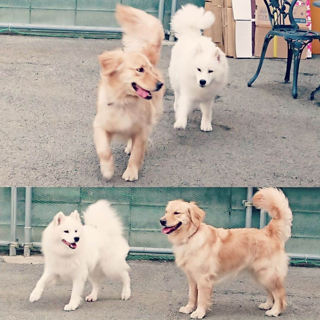 鈴木克彰さんのインスタグラム写真 - (鈴木克彰Instagram)「娘🐶×2 が1ヶ月の長期ドックスクールに行って3日過ぎました。  ふとした時、無意識に名前呼んで部屋覗いてしまう。。。。 今日朝起きた時も無意識にゲージに行き、抱っこする気だった。  特にサモエドのララァがドックスクールの迎えが来る、かなり前から何かを察したのか？ずっと見つめて必至にキャンキャン泣き続けてて車が遠ざかる時も聴こえてた。きつかったな。。寸前で思いつめて、やっぱり辞めようかと考えてしまった。  朝、ドックトレーナーから写真が送られて来ました。楽しそうで、元気そうだ！😅 もう俺のこと、忘れてねーか？ とか色々考えてしまう💦  寂しいぞ、なんか、胸に穴が空いたみたい。  色々、普段当たり前の事で気がつかないことって、ありますよね。居なくなって気がつく、改めて感じました。  色々と、特に大事な人、、、大切なものを失う前に気がついて、普段から日々感謝の気持ちを持てるよう精進しないとです。✨🙇‍♂️✨ 愛娘🐶達に感謝✨がんばれー！💪✨ #ゴールデンレトリバー #ゴールデン #わんこ #ワンコ #サモエド #サモエド犬 #親バカ #モフモフ #ワンワン #こいぬ #サモエドスマイル」6月5日 7時53分 - suzuki.katsuaki