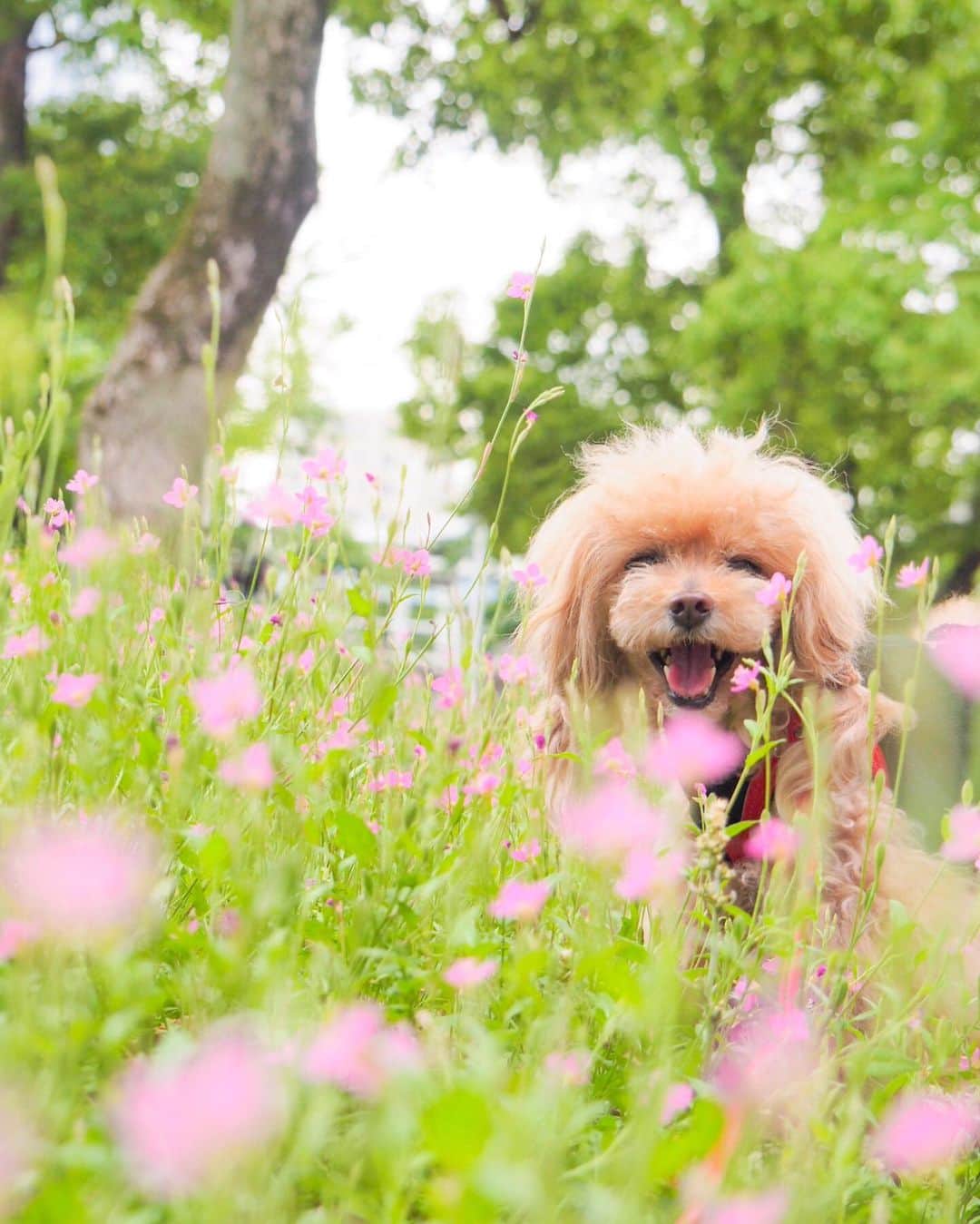 Toypoodle Mikuru?Asakusa Tokyoのインスタグラム：「20190605 Wednesday. Good morning! Friends 💕 ご機嫌みきゅるん😆 . リハビリお散歩もこなせるよ💪🏻 昨夜はは雷門まで歩いたよ👏🏻 体力も戻ってるかなー？ 食欲は通常営業しております😂 . #病気のデパートみくるん #元気もりもり #食欲もりもり」