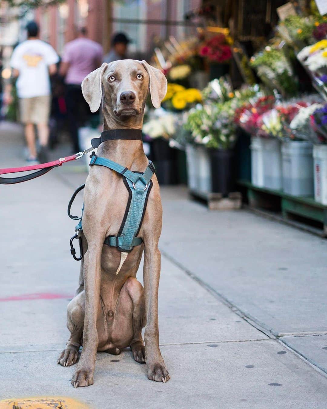 The Dogistさんのインスタグラム写真 - (The DogistInstagram)「Theo, Weimaraner (1 y/o), Prince & Mercer St., New York, NY • “He hates the rain. He rubs himself on the carpet afterwards.”」6月5日 8時18分 - thedogist