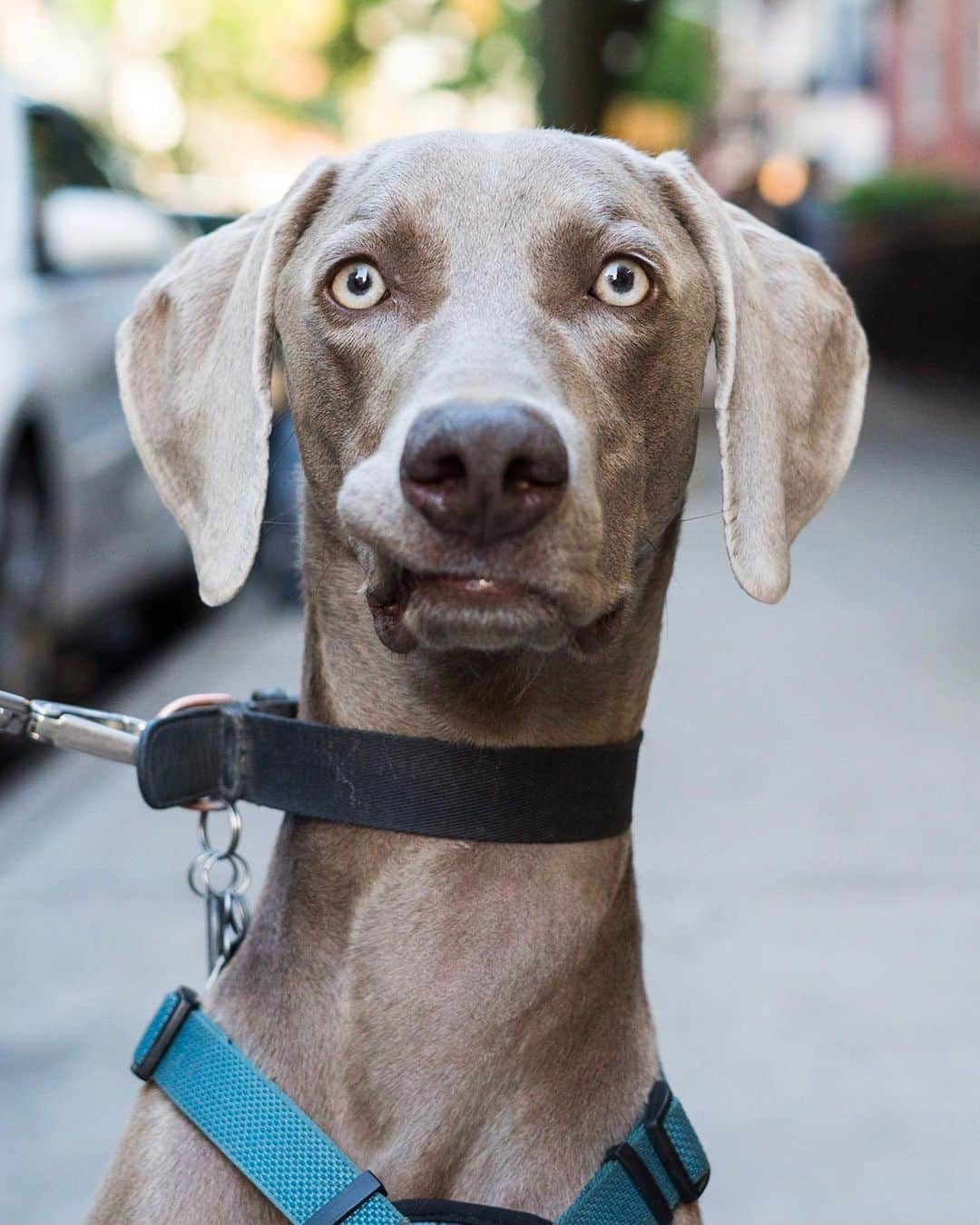The Dogistさんのインスタグラム写真 - (The DogistInstagram)「Theo, Weimaraner (1 y/o), Prince & Mercer St., New York, NY • “He hates the rain. He rubs himself on the carpet afterwards.”」6月5日 8時18分 - thedogist