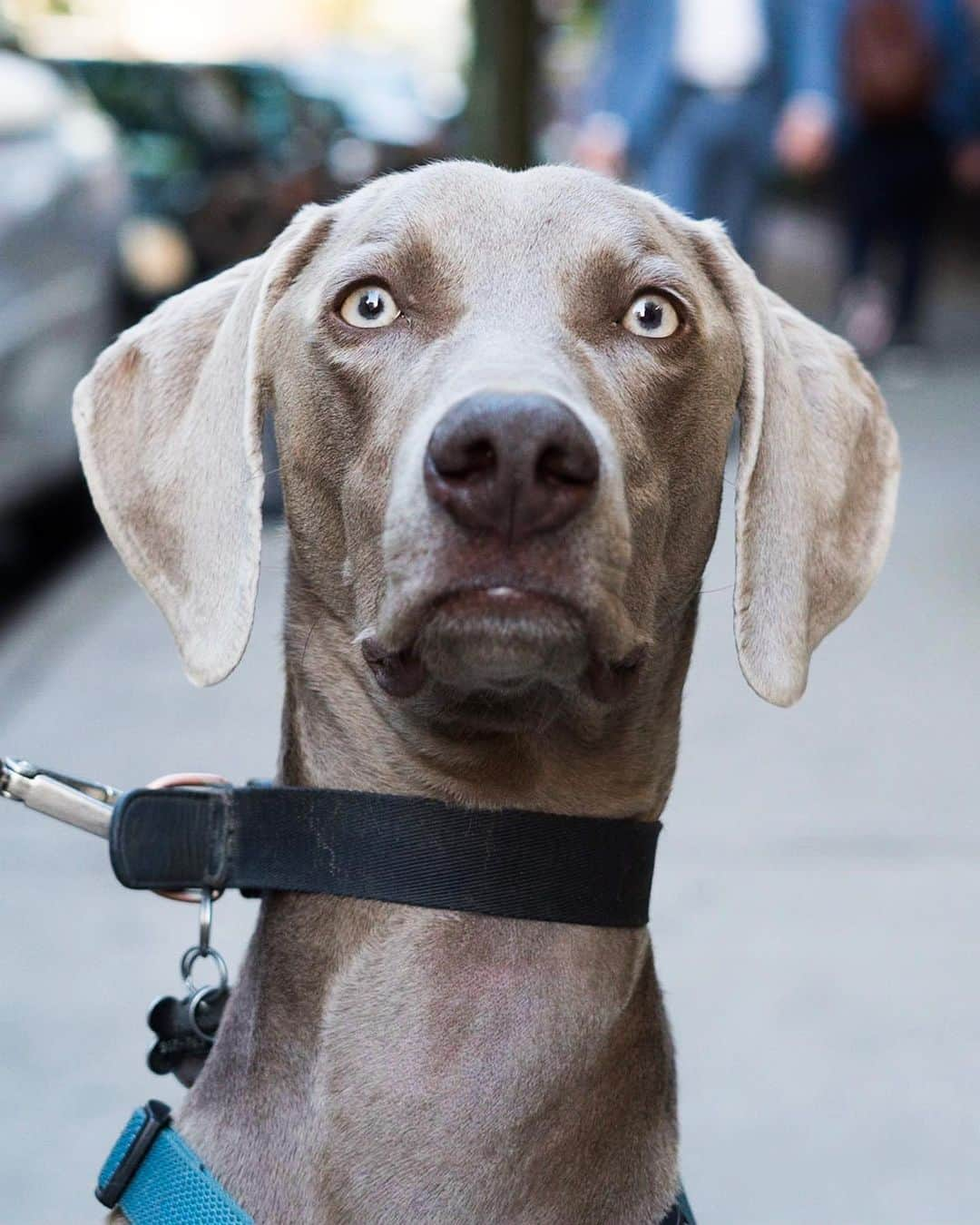 The Dogistさんのインスタグラム写真 - (The DogistInstagram)「Theo, Weimaraner (1 y/o), Prince & Mercer St., New York, NY • “He hates the rain. He rubs himself on the carpet afterwards.”」6月5日 8時18分 - thedogist